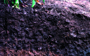 50-year fertilizer study shows mixed results on soil quality