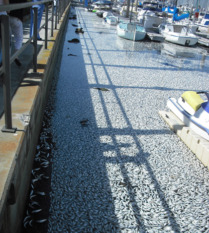 Thousands of floating sardine carcasses carpeted King Harbor in Redondo Beach, Calif. after a fish kill in March 2011 (Credit: Erica Seubert)