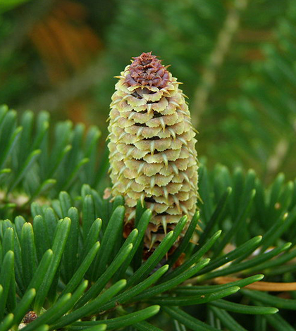 Fraser fir cone (Credit: Teresa Sikora, via Wikimedia Commons)