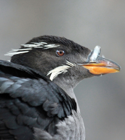 The rhinoceros auklet was among the species studied (Credit: DickDaniels, via Wikimedia Commons)