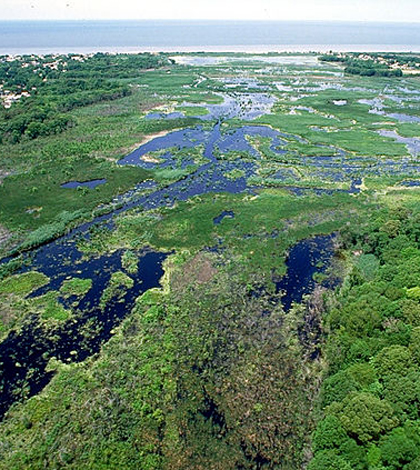 Wetlands on Cape May, N.J. (Credit: Anthony Bley, U.S. Army Corps of Engineers)