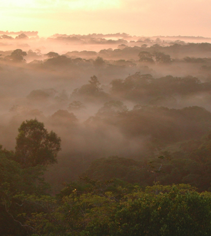 Amazon canopy (Credit: Fabrice Marr, Creative Commons)