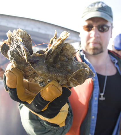 Norfolk District Oceanographer Dave Schulte displays a cluster of oysters which were growing on the district's sanctuary reefs in the Great Wicomico River. (Credit: US Army Corps of Engineers, via Wikimedia Commons)