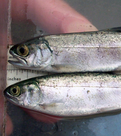 Coho salmon was one of six stocks rebuilt in 2012 (Credit: NOAA)