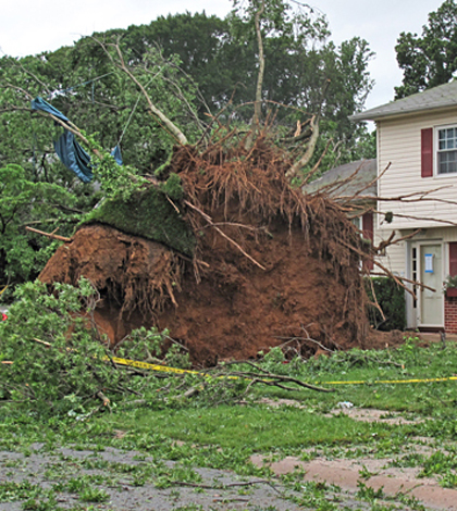 A tree uprooted by the rare tornado detected by the Delaware Environmental Observing System (Credit: Tammy Beeson/University of Delaware)