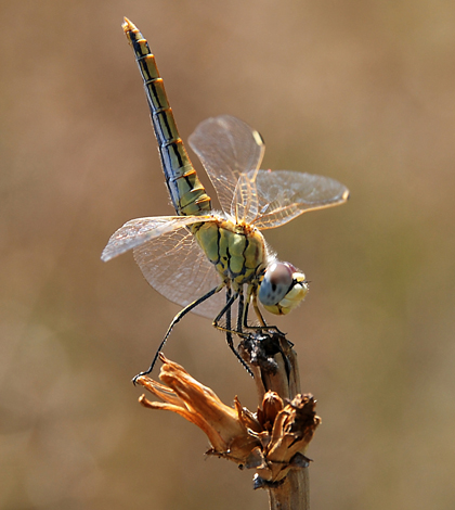 Juvenile Red-veined darter dragonfly (Credit: Alvesgaspar, via Wikimedia Commons)