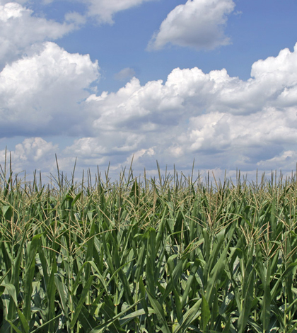 Ohio cornfield (Credit: Graylight, Wikimedia Commons)