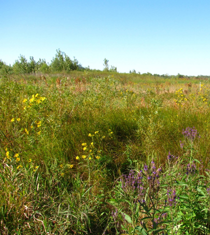 A restored wetland in Northwest Indiana (Credit: Christopher Craft)