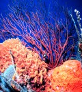 Coral Reef (Credit: NOAA)