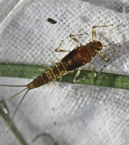 EPA water quality standards may not be protective of sensitive aquatic insects like mayflies (Credit: Bob Henricks, via Flickr)