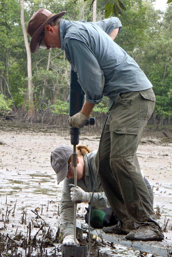 Driving an RSET rod into a mudflat (Credit: U.S. Geological Survey)