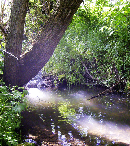 Stream temperatures in channels shaded by trees on the bank stay cooler than exposed channels (Credit: Ben Cross)