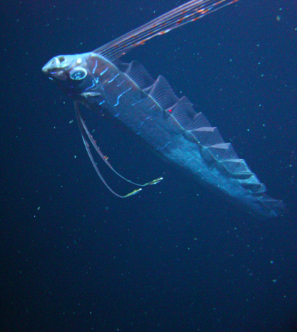 Image: The image of the oarfish released by LSU (Credit: LSU)