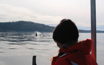 Puget Sound sediment health declines despite water improvements