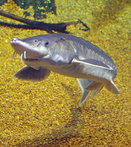 An Atlantic sturgeon swims in an aquarium (Credit: vastateparkstaff, via Flickr)