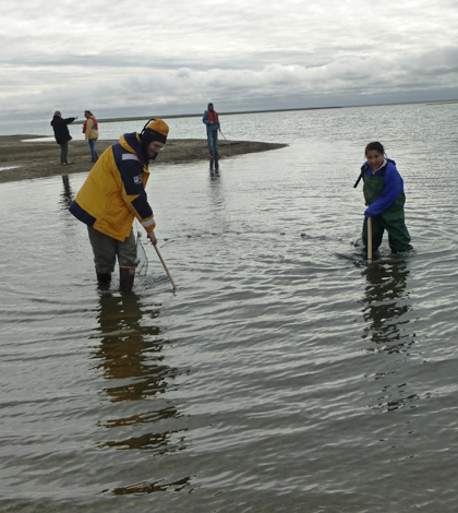 Students Seining in Kaktovik Lagoon during Camp ANWR (Credit: Carla Stanley)