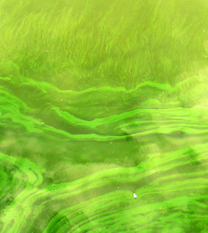 Image: Bloom of cyanobacteria (Credit: Lamiot, Wikimedia Commons)