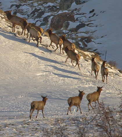 Elk traveling on winter range in the northwestern Greater Yellowstone Ecosystem (Credit: Jonny Armstrong , Wyoming Cooperative Wildlife Research Unit/Univ. of Wyoming)
