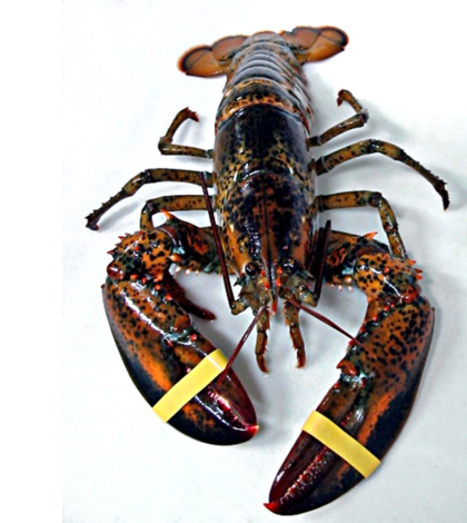 American lobster (Credit: Roberto Rodríguez, via Wikimedia Commons)