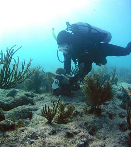 A SCUBA diver working on a clacification station at Fowey Rocks, Biscayne National Park, Florida (Credit: Carlie Williams/USGS)