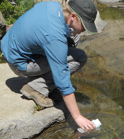 Graduate student Lea Kromschroeder takes a stream water sample for a study on cattle grazing and water quality (Credit: Kenneth Tate/UC Davis)