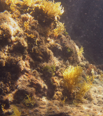 A zone of low pH, or high acidity, shows increased algae growth as the dominant species. (Credit: Kristy Kroeker/UC Davis)