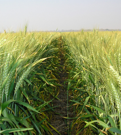 Image: Wheat field in Zambia (Credit: Wikimedia Commons)