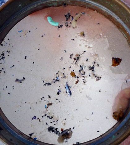 Plastic pollution collected from a trawl on Lake Ontario (Credit: Asta Mail/Pangaea Explorations)