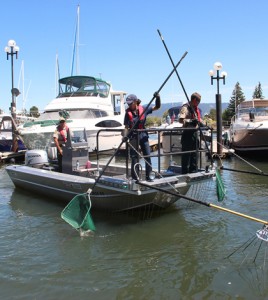 A University of Nevada, Reno researcher, center, scoops invasive fish from the Lake Tahoe (Credit: Mike Wolterbeek)