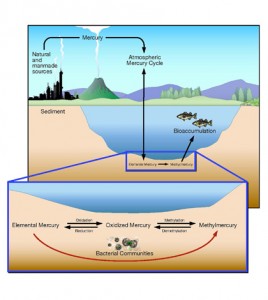 Diagram of conversion of mercury into methylmercury (Credit: ORNL)