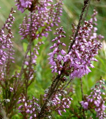 Moorland heather (Credit: Andrew Hiill, via Flickr)