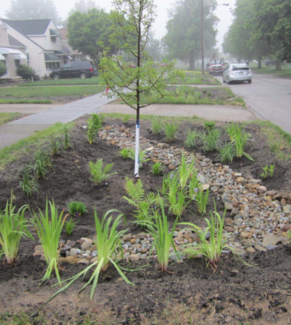 The rain gardens are filled with sandy biosoil and planted with native vegetation.