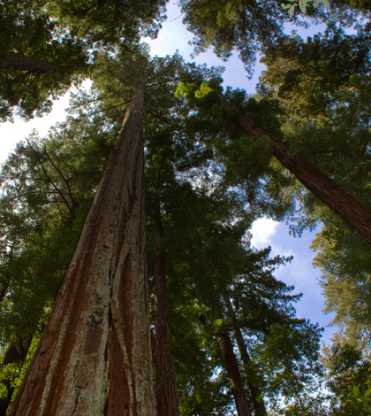 California redwood Sequoia sempervirens, Big Basin Redwoods State Park, California (Credit: Brian Gratwicke, Wikimedia Commons)