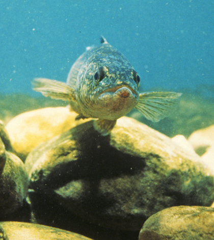 Walleye (Credit: Wisconsin Department of Natural Resources, via Flickr)