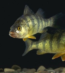 Yellow perch (Credit: USDA, via Wikimedia commons)