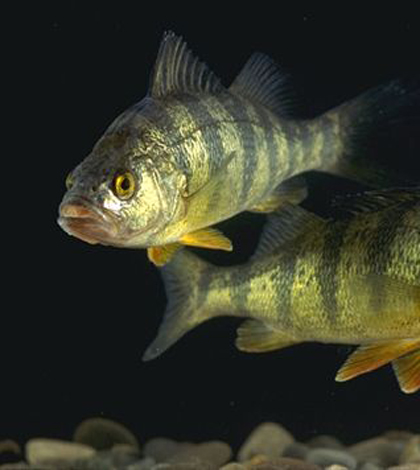 Yellow perch (Credit: USDA, via Wikimedia commons)