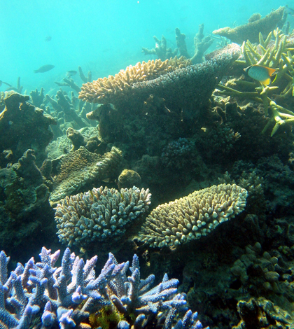 Coral reef (Credit: Terry Hughes, Wikimedia Commons)