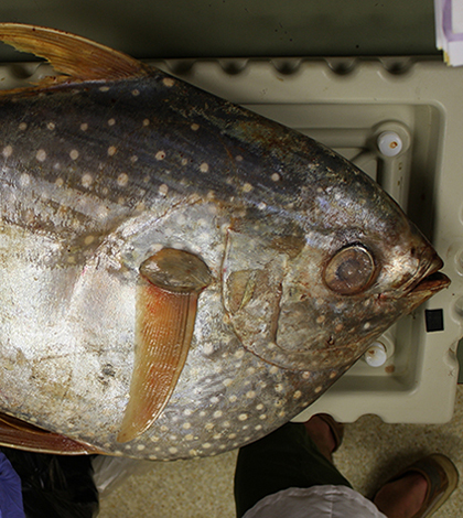 An opah, also called a moonfish. Opah first became popular as a sushi and sashimi in the late 1980s and early 1990s and are especially popular in Hawaii. (Credit: C. Anela Choy)