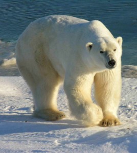 Polar bear in Canada’s Wapusk National Park (Credit: Ansgar Walk, Wikimedia Commons)