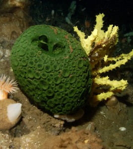 Image: Green and yellow sea sponges in Antarctic waters (Steve Rupp, National Science Foundation)