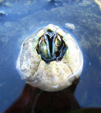 The giant rock barnacle is one species that is migrating in response to elevated ocean temperatures