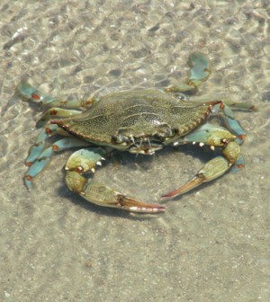 Environmental Monitor | Blue crab report finds catches increase for