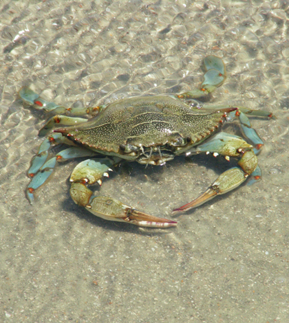 Blue crab (Credit: Chuck Grimmett, vie Flickr)