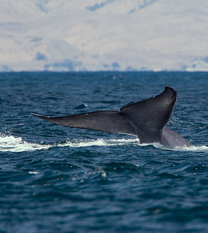 A blue whale surfacing (Credit: Michael L. Baird, via Wikimedia Commons)