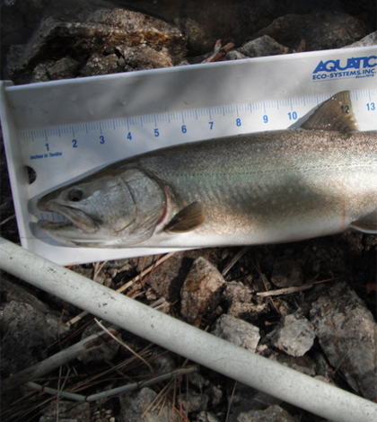 A bull trout measured during survey operations on Arrowrock Reservoir (Credit: USGS)