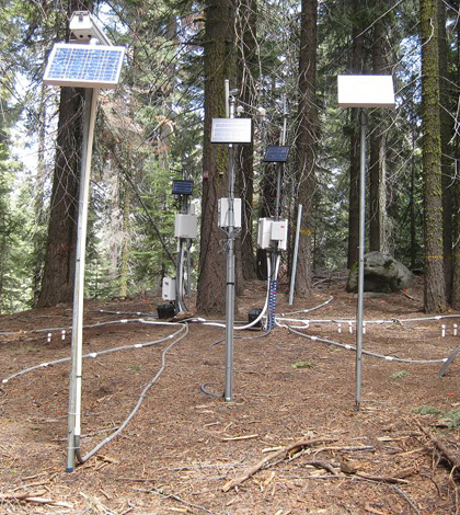 Critical Zone Tree 1 surrounded by instruments measuring soil temperature and moisture and other elements of the local water balance (Credit: Southern Sierra Critical Zone Observatory)