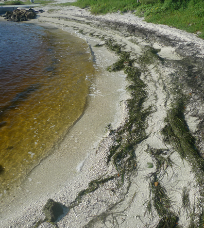 Seagrass leaves have washed up on beaches around the Caloosahatchee River Estuary (Credit: Sanibel-Captiva Conservation Foundation)