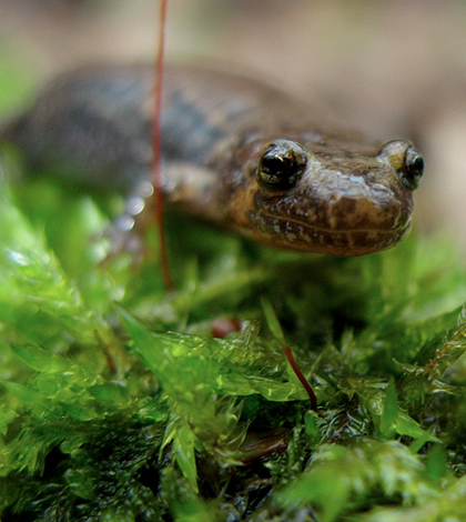 Dusky salamander (Credit: Dave Huth, via Flcikr)