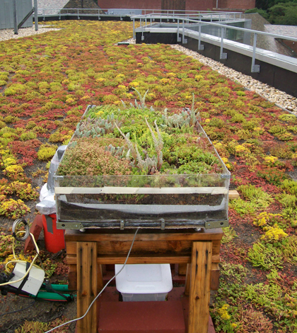 A weighing lysimeter tracks the reduction in mass before and after rainy or dry periods, giving a precise measure of evapotranspiration. (Credit: Franco Mantalto)