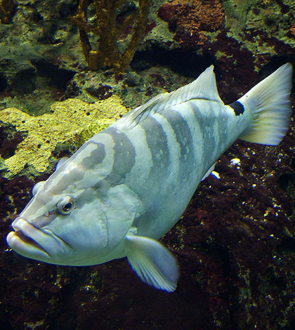 Nassau grouper (Credit: Rick Smit, via Wikimedia Commons)